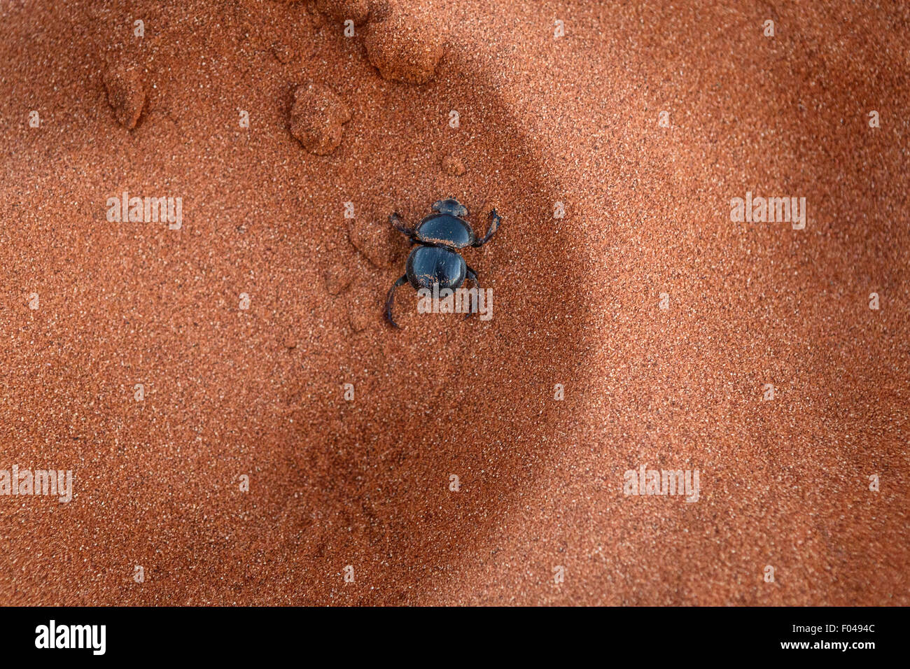 Dung beetle (Scarabaeidae) nella sabbia al parco nazionale Etosha, Namibia, Africa Foto Stock