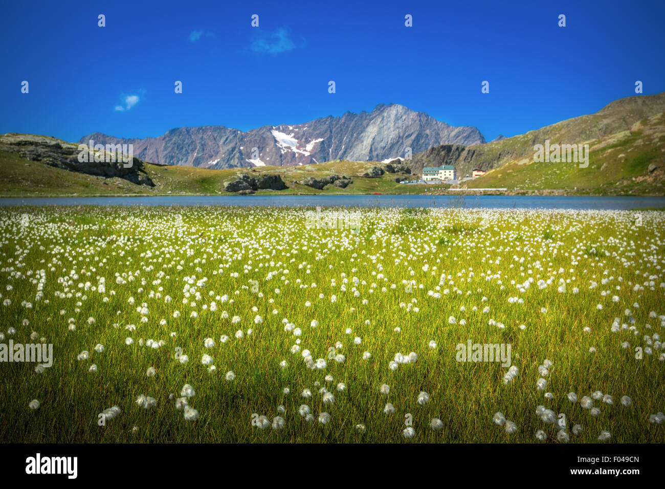 Il Parco Nazionale dello Stelvio e il Passo Gavia, Valfurva, Alpi Italia - il Lago Bianco Foto Stock