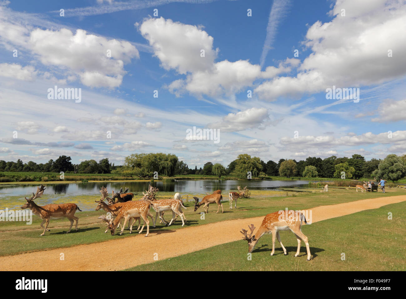 Bushy Park, SW LONDRA, REGNO UNITO. 6 agosto 2015. Regno Unito: Meteo Giovane daino pascolano accanto al laghetto di airone in un assolato pomeriggio a Bushy Park. Credito: Julia Gavin UK/Alamy Live News Foto Stock