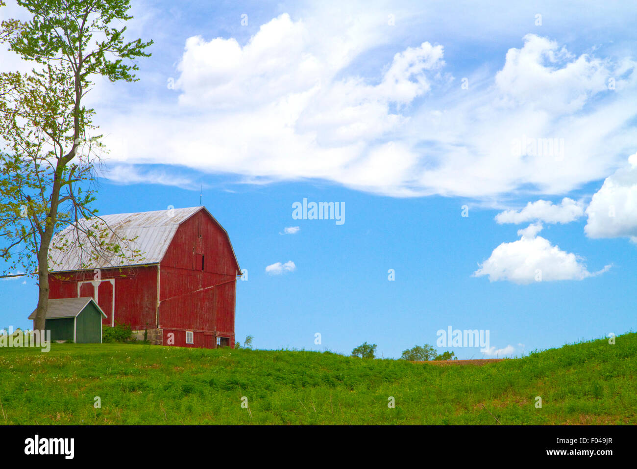 Campo di erba medica con granaio rosso e agriturismo rurale della contea di Allegan, Michigan, Stati Uniti d'America. Foto Stock