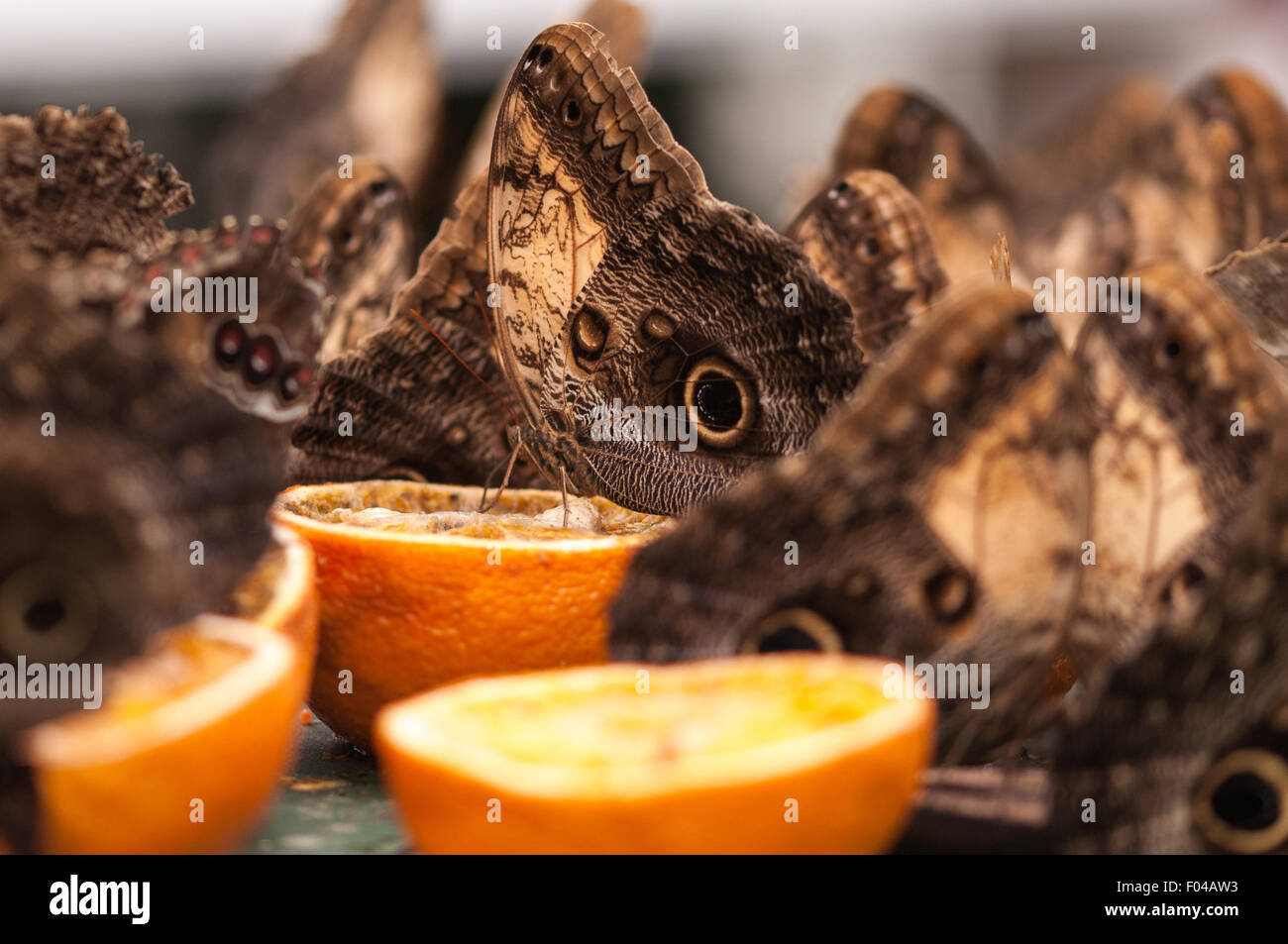 Caligo ' Gufo Farfalle' assaporerete le arance a farfalle sensazionale esposizione, Museo di Storia Naturale di Londra Foto Stock
