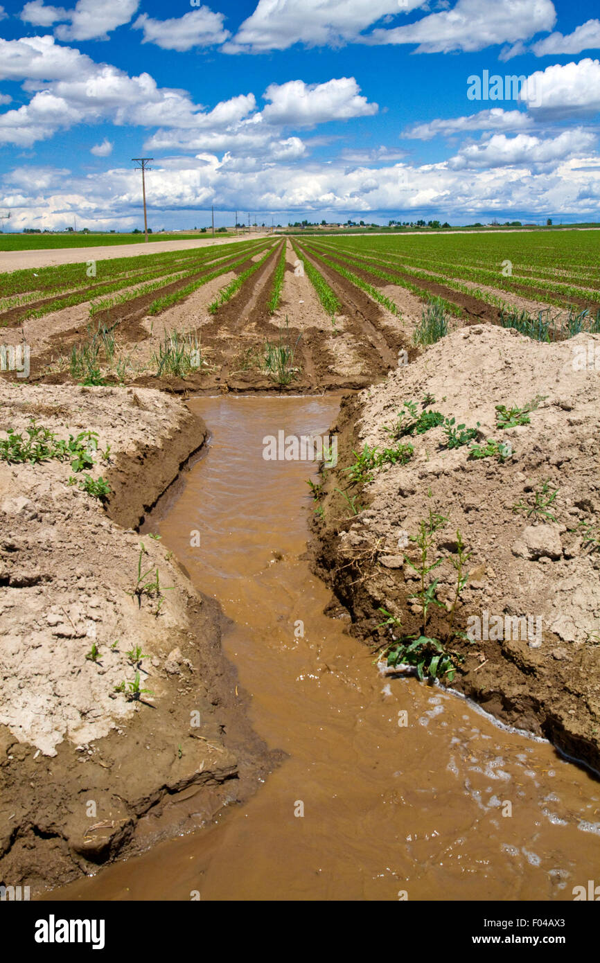 Erosione creato da un eccesso di acqua di irrigazione utilizzare in Canyon County, Idaho, Stati Uniti d'America. Foto Stock