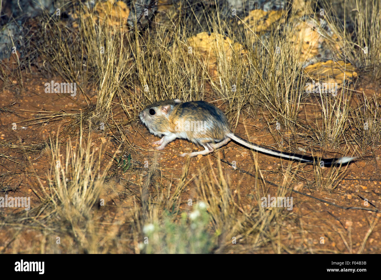 Banner-tailed Ratto canguro Dipodomys spectabilis Willow Springs Road, vicino a Oracle, Pinal County, Arizona, Stati Uniti d'America 5 agosto ad Foto Stock