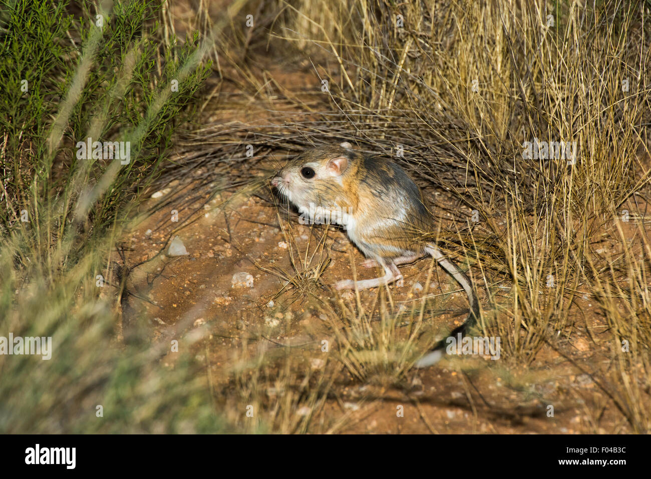 Banner-tailed Ratto canguro Dipodomys spectabilis Willow Springs Road, vicino a Oracle, Pinal County, Arizona, Stati Uniti d'America 5 agosto ad Foto Stock