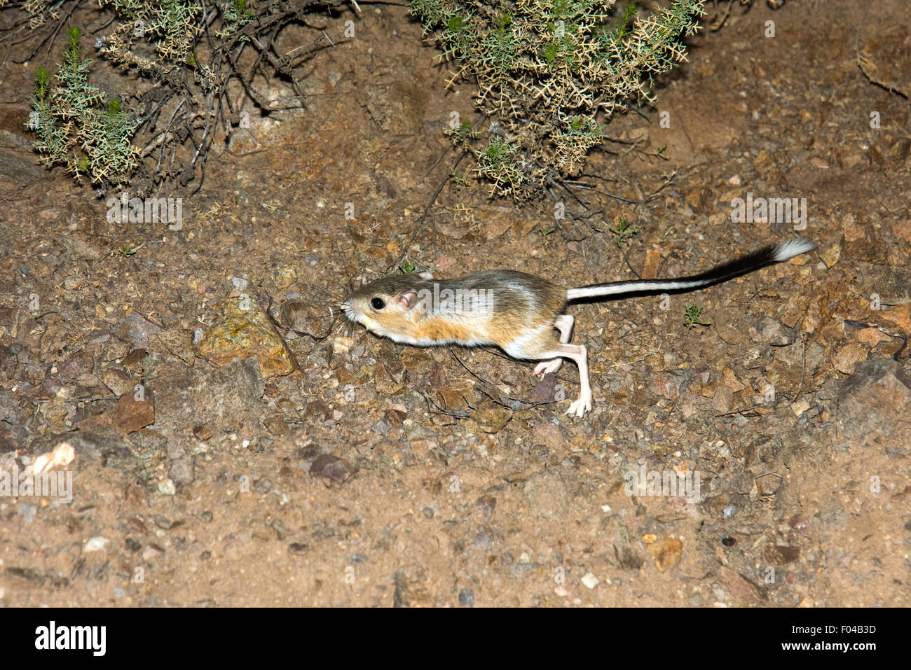 Banner-tailed Ratto canguro Dipodomys spectabilis Willow Springs Road, vicino a Oracle, Pinal County, Arizona, Stati Uniti d'America 5 agosto ad Foto Stock