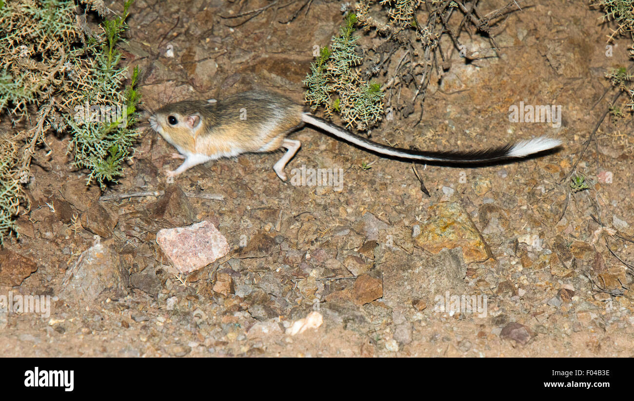Banner-tailed Ratto canguro Dipodomys spectabilis Willow Springs Road, vicino a Oracle, Pinal County, Arizona, Stati Uniti d'America 5 agosto ad Foto Stock