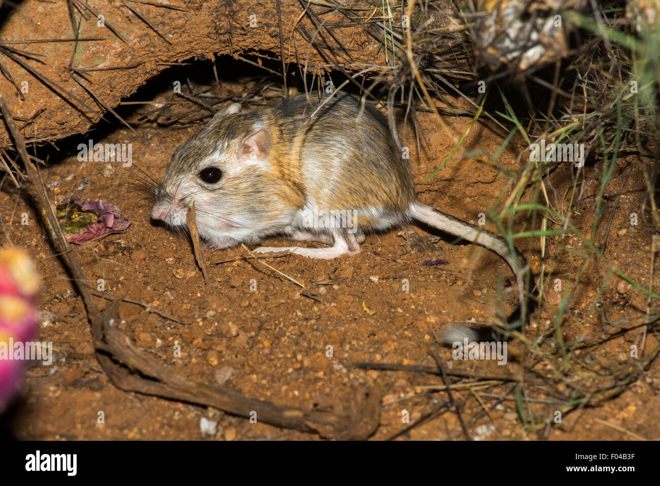 Banner-tailed Ratto canguro Dipodomys spectabilis Willow Springs Road, vicino a Oracle, Pinal County, Arizona, Stati Uniti d'America 5 agosto ad Foto Stock