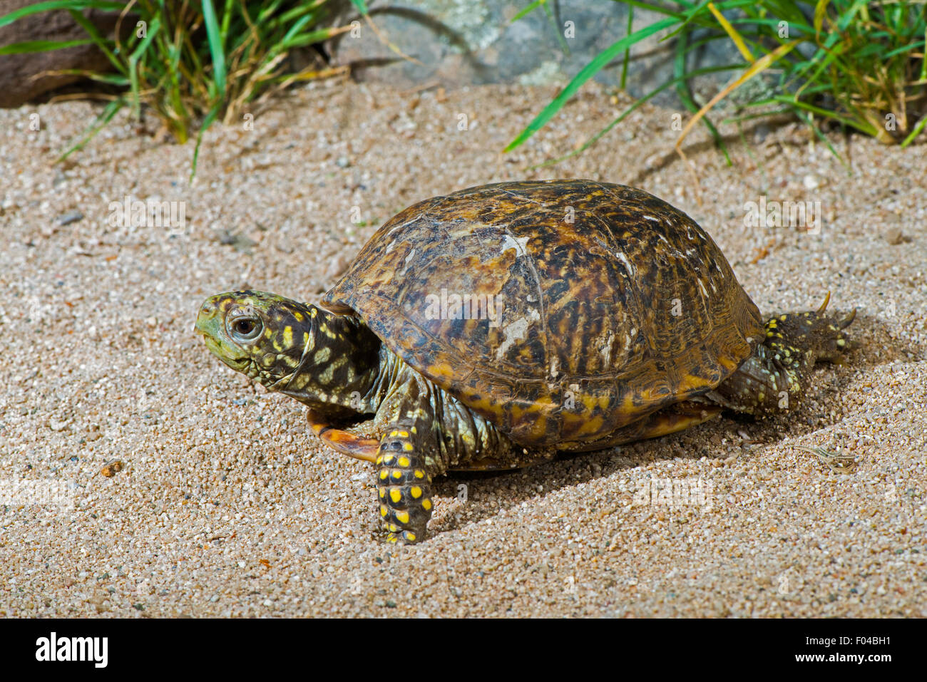 Ornati di Tartaruga scatola Terrapene ornata luteola Tucson Pima County, Arizona, Stati Uniti 9 luglio femmina adulta Testudines: Foto Stock