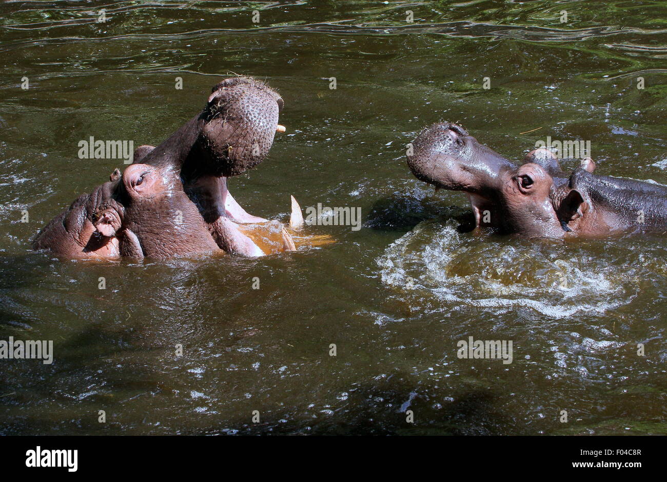 Combattimenti ippopotami africani (Hippopotamus amphibius) in close-up Foto Stock