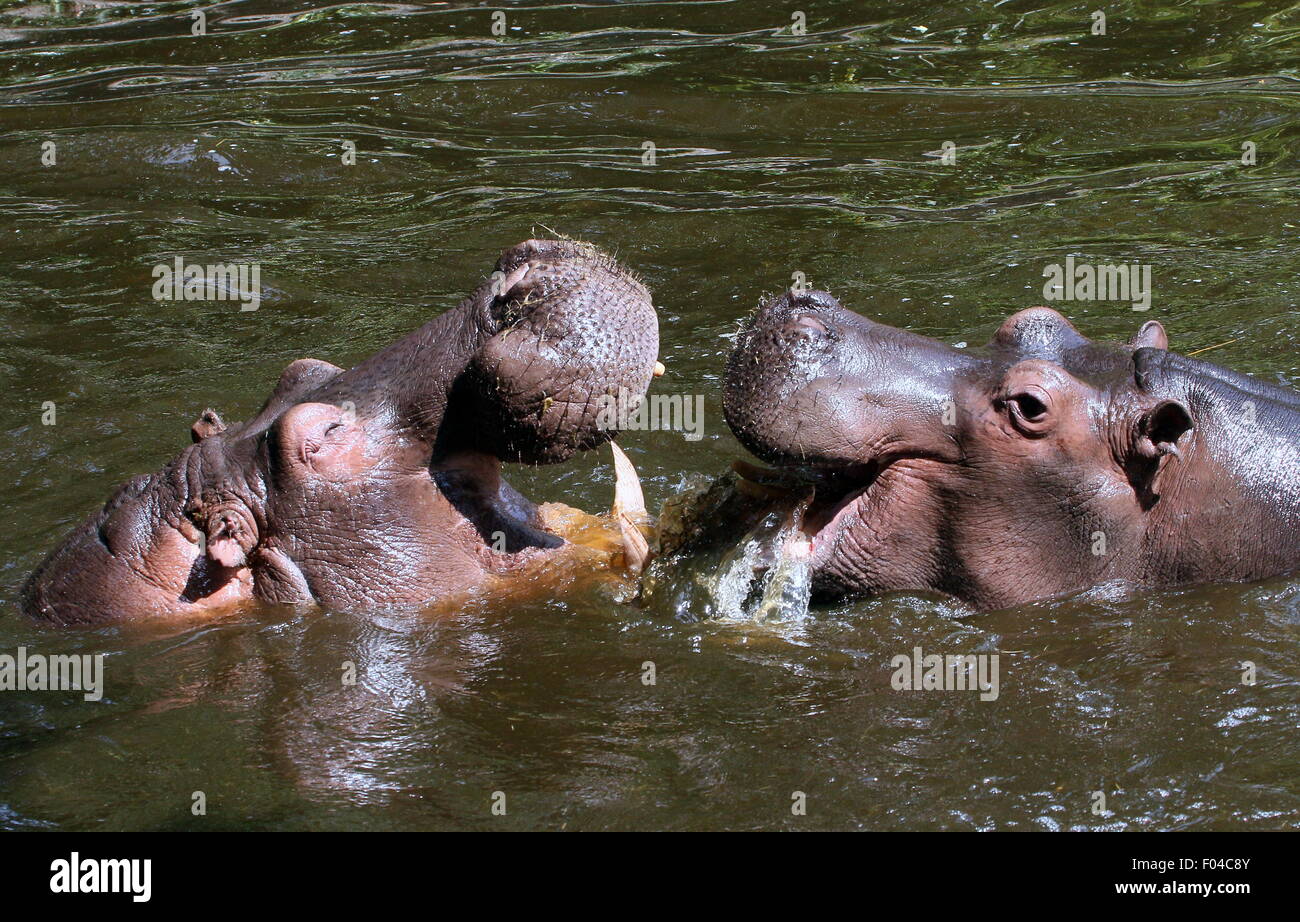 Combattimenti ippopotami africani (Hippopotamus amphibius) in close-up Foto Stock