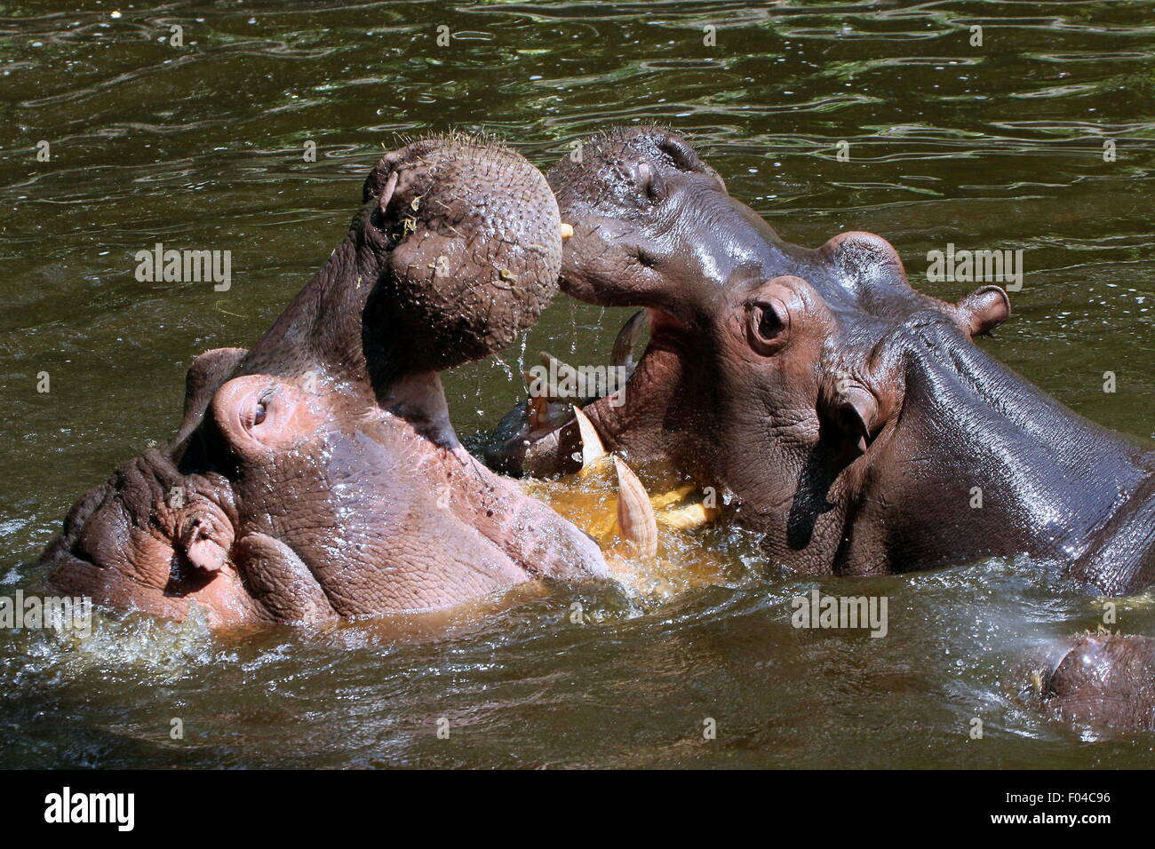 Combattimenti ippopotami africani (Hippopotamus amphibius) in close-up Foto Stock