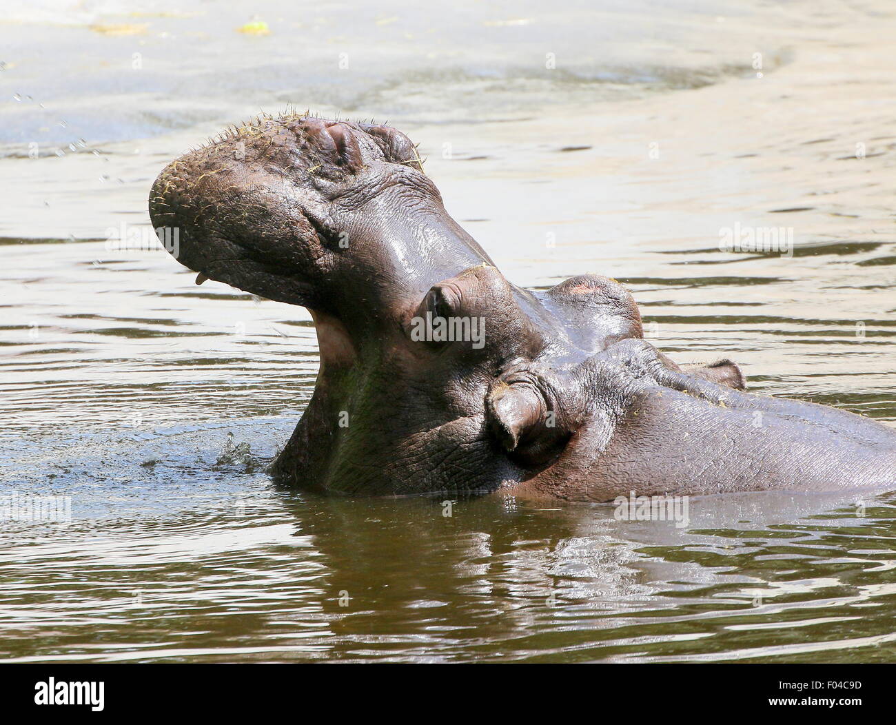Sommerso africana di Ippona (Hippopotamus amphibius) in close-up, allevamento a testa alta Foto Stock
