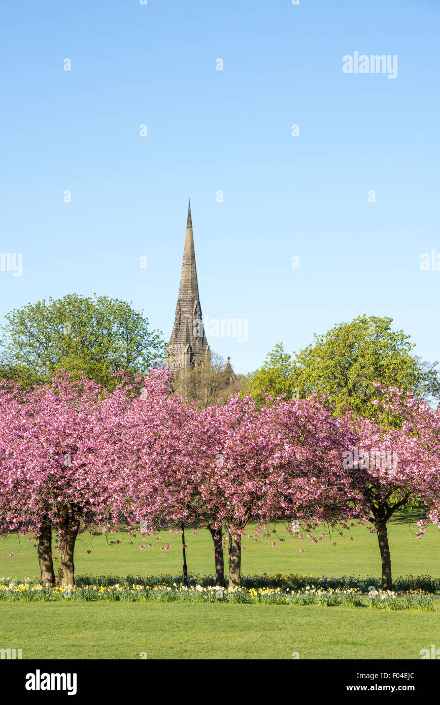 Gli alberi di ciliegio sul parassita a Harrogate, North Yorkshire. Foto Stock