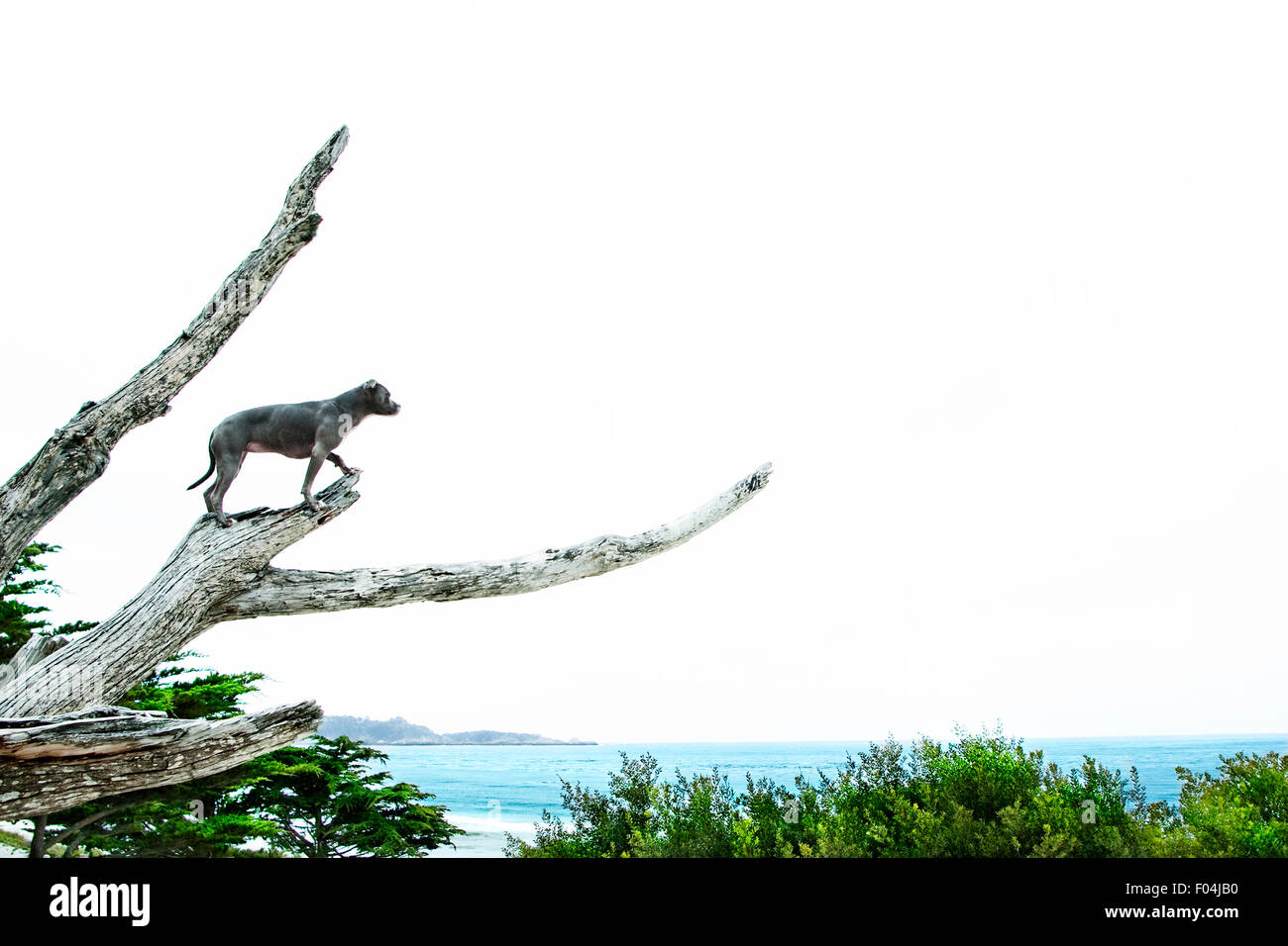 Cane eroico alta sul nudo ramo di albero che si affaccia su New Scenic 5 posti vista oceano Foto Stock