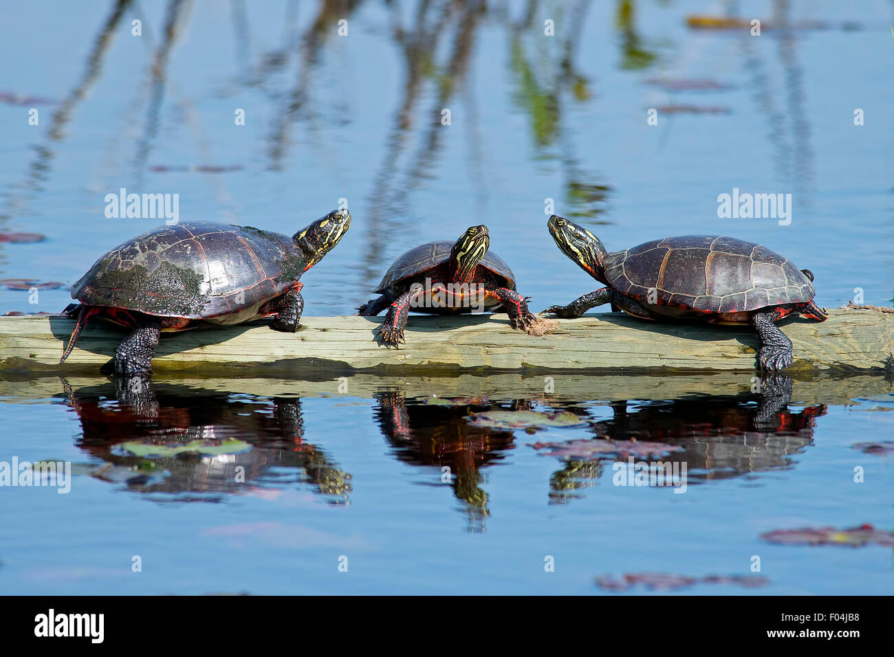 Dipinti orientali tartarughe in appoggio su di un registro. Foto Stock
