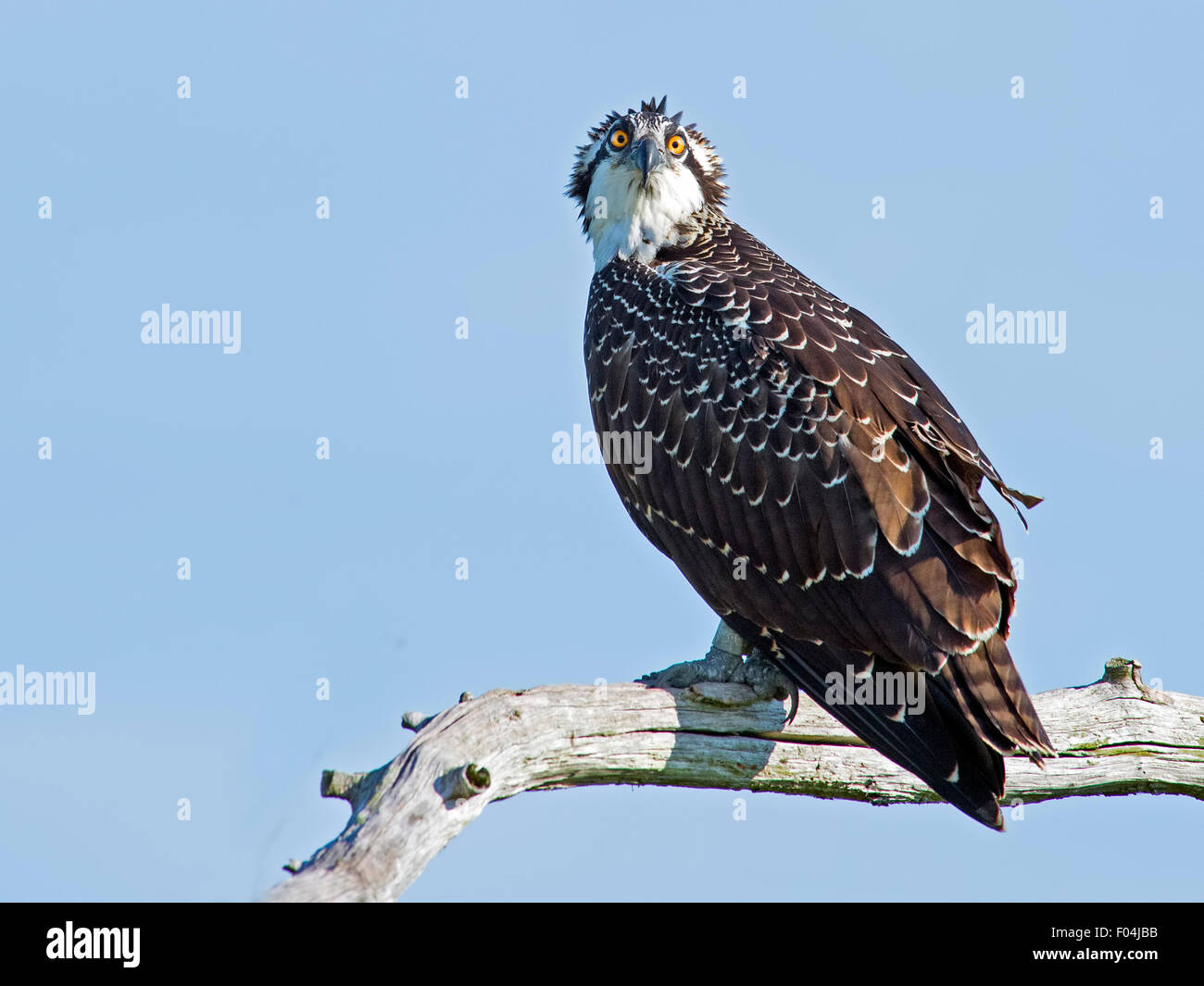 I capretti Osprey seduta nella struttura ad albero guardando la fotocamera Foto Stock