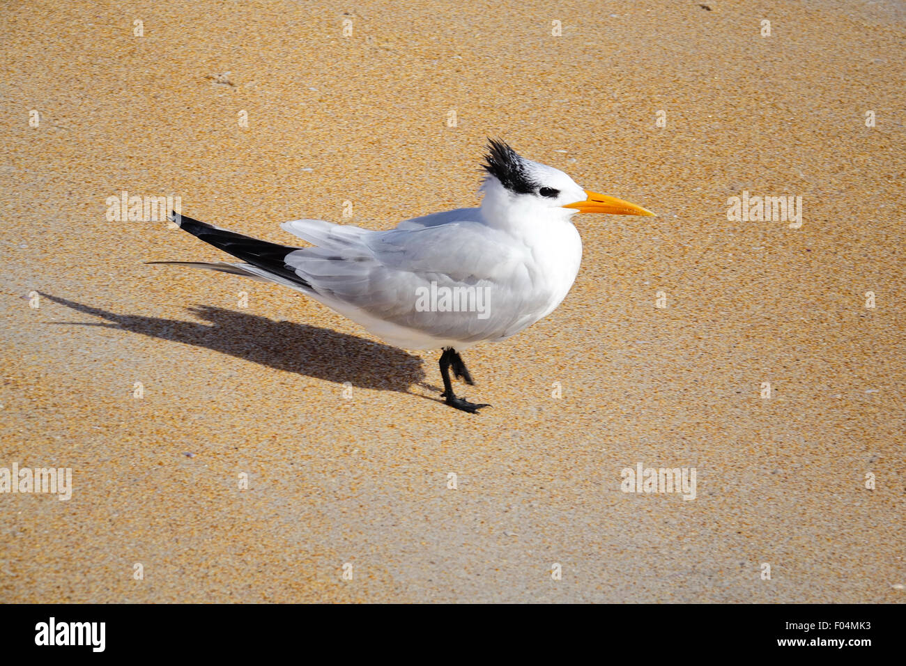 Royal tern, Ormond Beach, Florida. Thalasseus maximus Foto Stock
