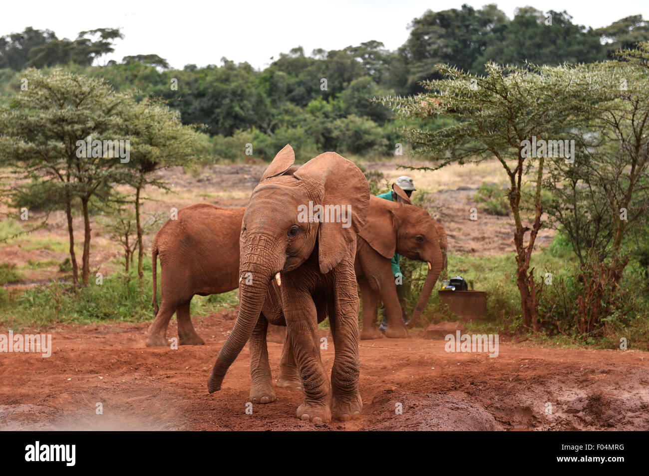 Nairobi, in Kenya. 06 Ago, 2015. Orfani cuccioli di elefante giocare presso l'Orfanotrofio degli Elefanti nel sobborgo di Nairobi, il 6 agosto 2015. Un elefante orfanotrofio stabilito dal David Sheldrick Wildlife Trust è situato nella periferia di Nairobi, in Kenya. Un totale di circa 30 baby elefanti orfani di cacciatori di frodo di avorio o calamità naturali vivono qui.ricevono estremamente specializzati per il trattamento da altamente dipendenti dedicati. Dal momento che sono tre, essi saranno liberi di wild. Credito: Xinhua/Alamy Live News Foto Stock