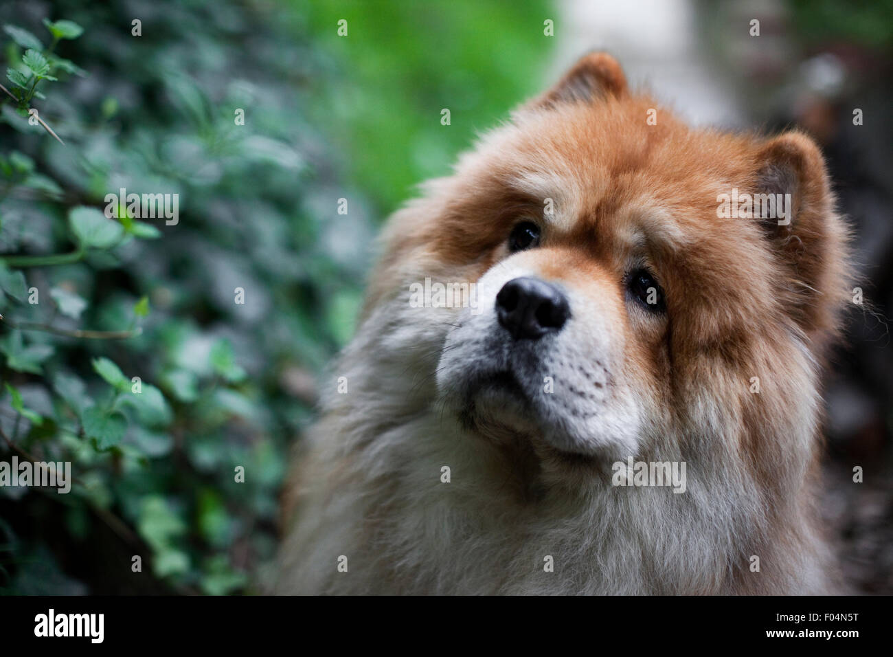 Colpo alla testa di un adulto Chow Chow cane guardando intensamente qualcosa nel mezzo di un mare di verde fogliame Foto Stock