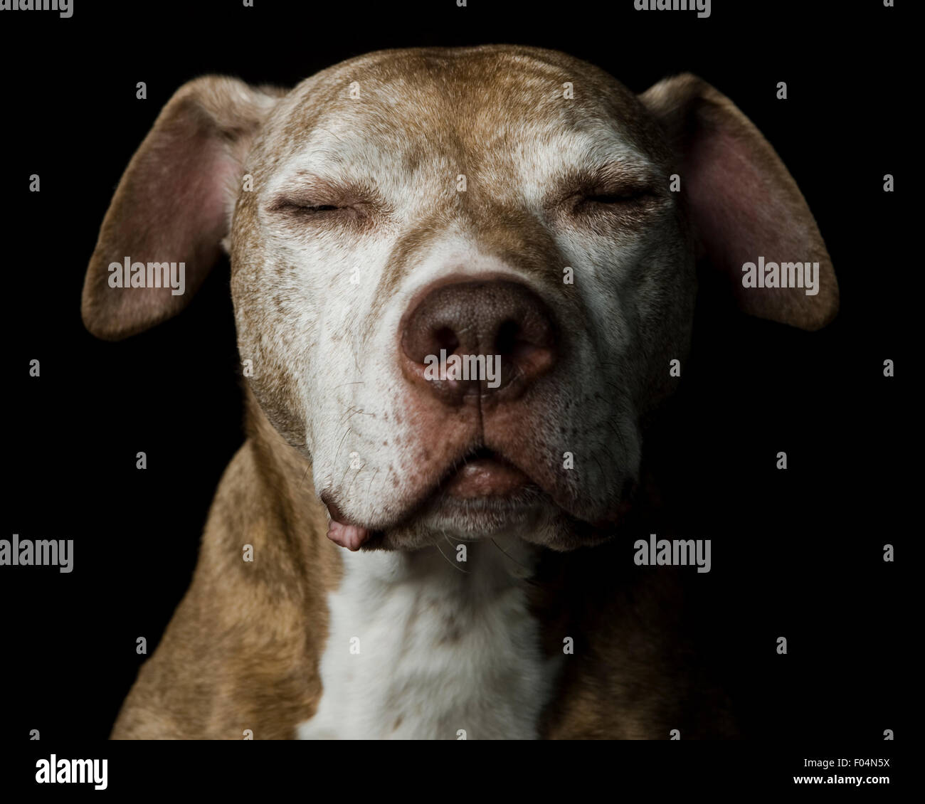 Tipo meditativo studio close up ritratto di un cane senior su nero Foto Stock