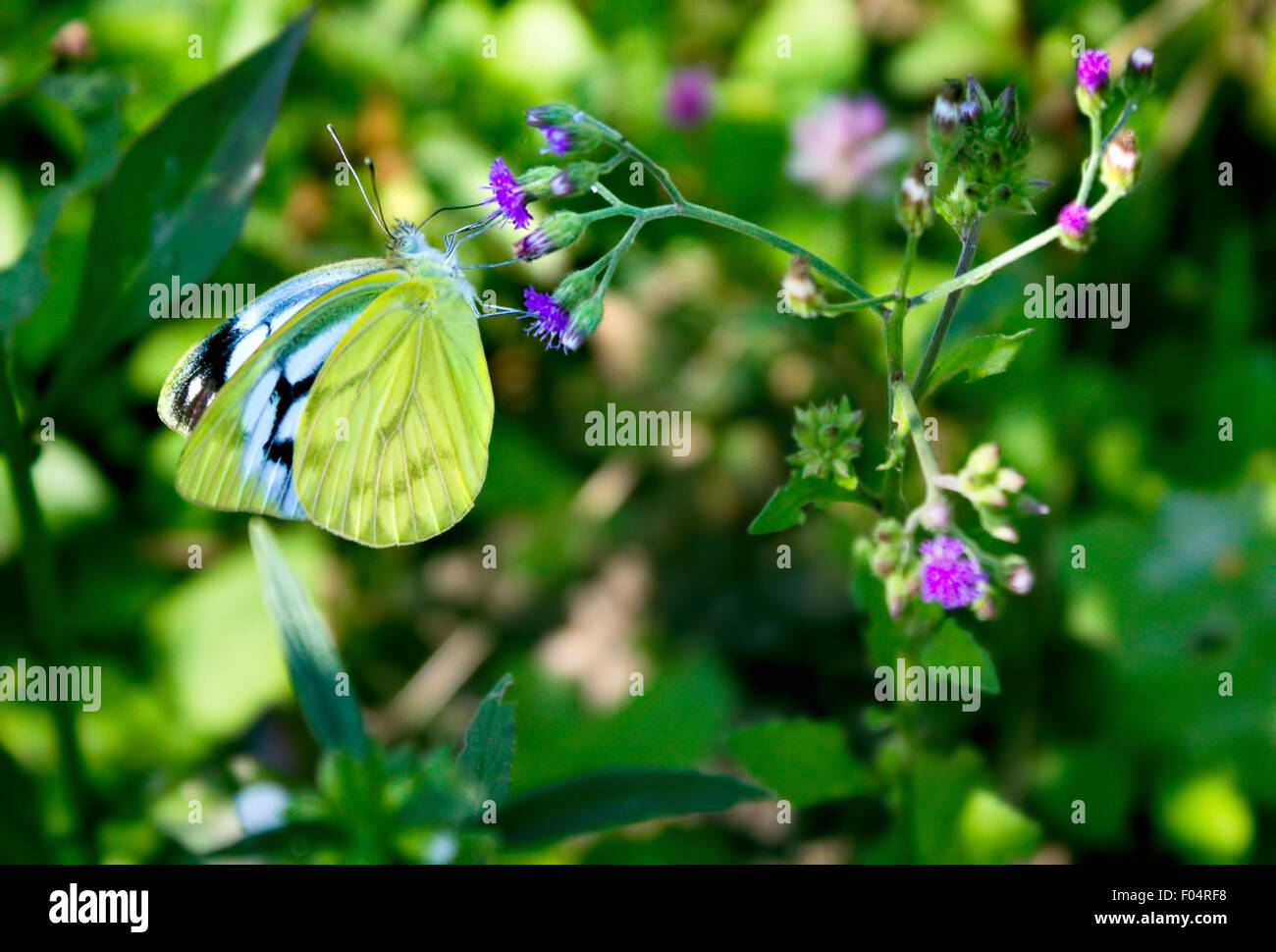Il gabbiano minore (Cepora nadina) farfalla godendo di un viola selvatica nettare dei fiori Foto Stock