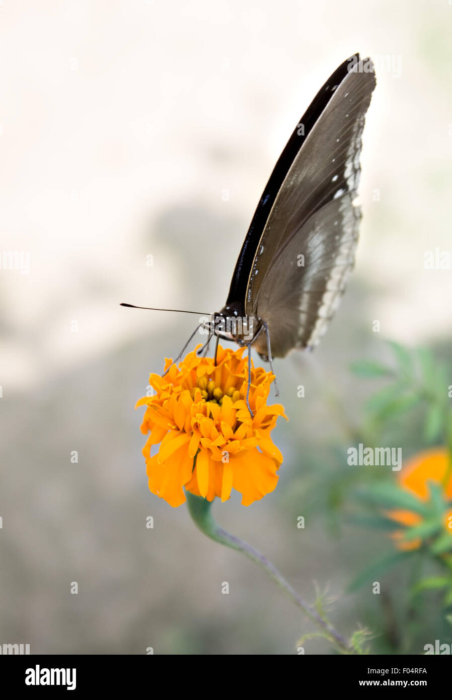 Il corvo comune Butterfly (Euploea core) su un tagete Foto Stock