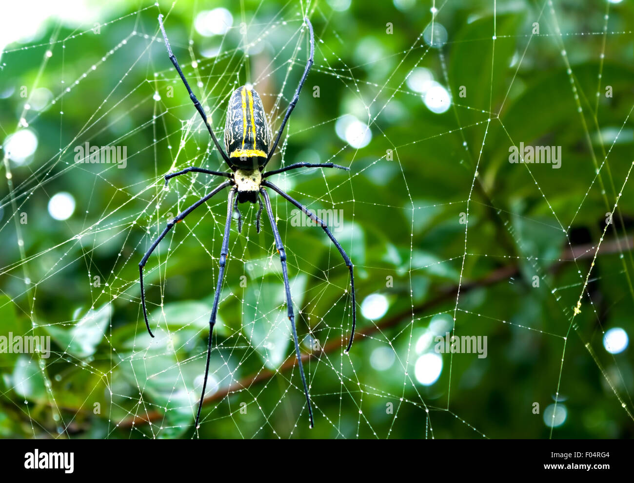 Un grosso ragno (Nephila maculata) appoggiato sul suo web Foto Stock