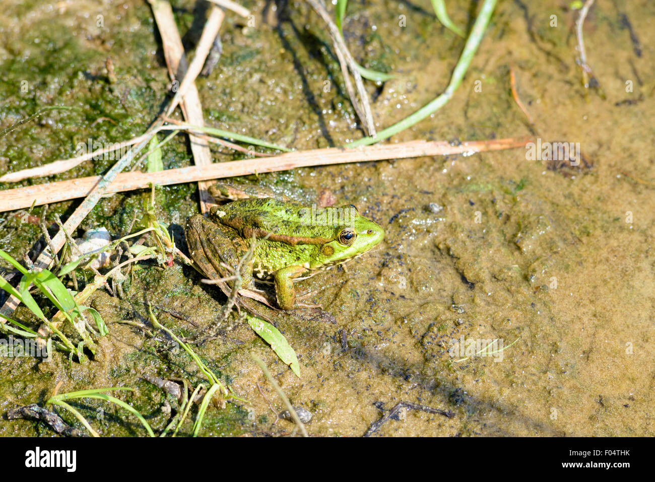 In prossimità di una rana verde vicino al fiume Dnieper a Kiev, Ucraina Foto Stock