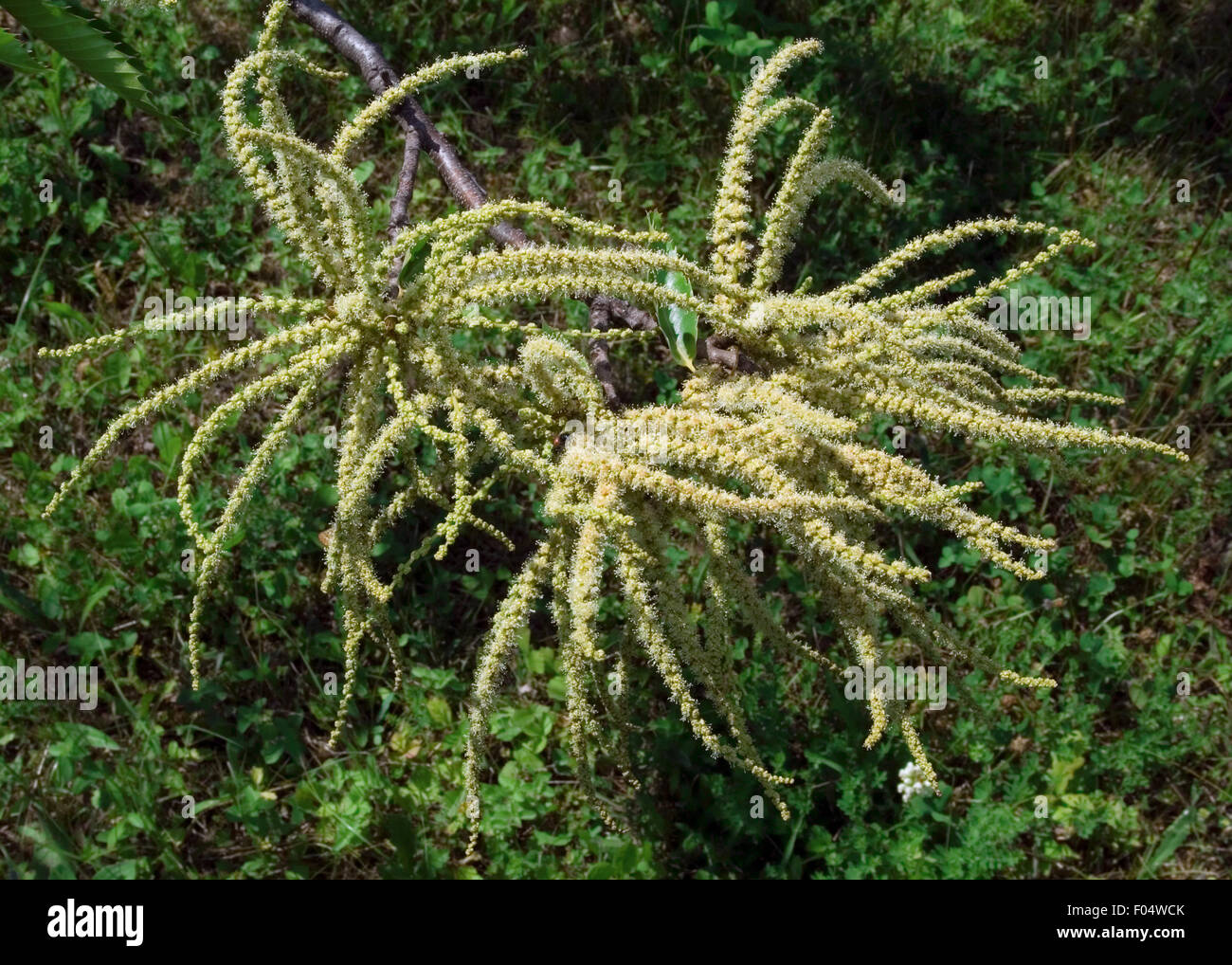 Close up di fioritura di fiori di castagno (Castanea sativa) Foto Stock