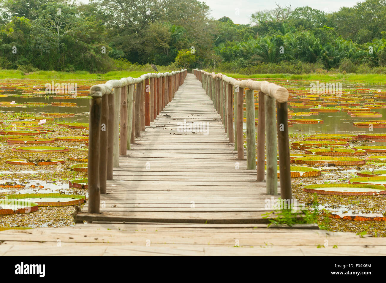 Lily Pond Causeway, Porto Jofre Lodge, Pantanal, Brasile Foto Stock