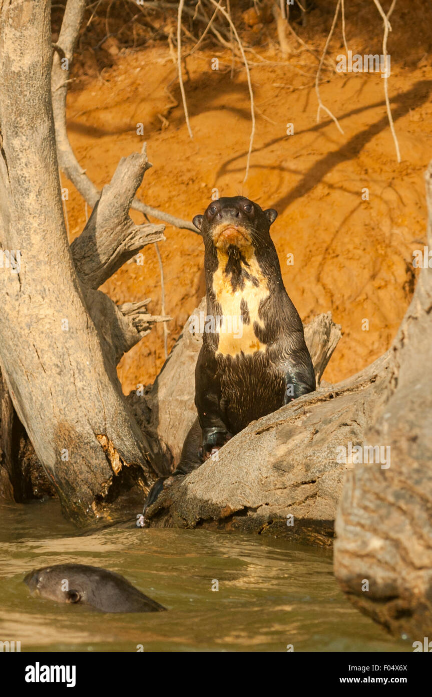 Pteronura brasiliensis, gigante Lontra di fiume, Cuiaba River, Pantanal, Brasile Foto Stock