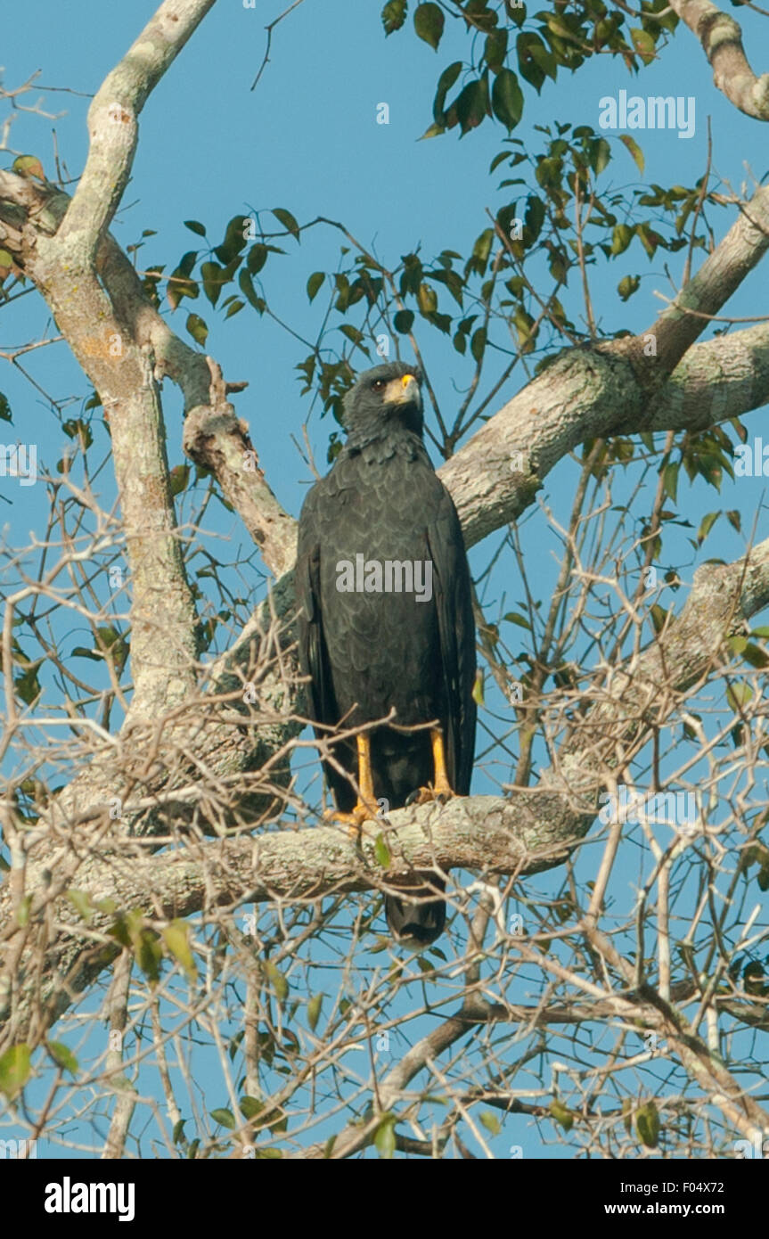 Buteogallus urubitinga, grande Black Hawk, Transpantaneria autostrada, Pantanal, Brasile Foto Stock