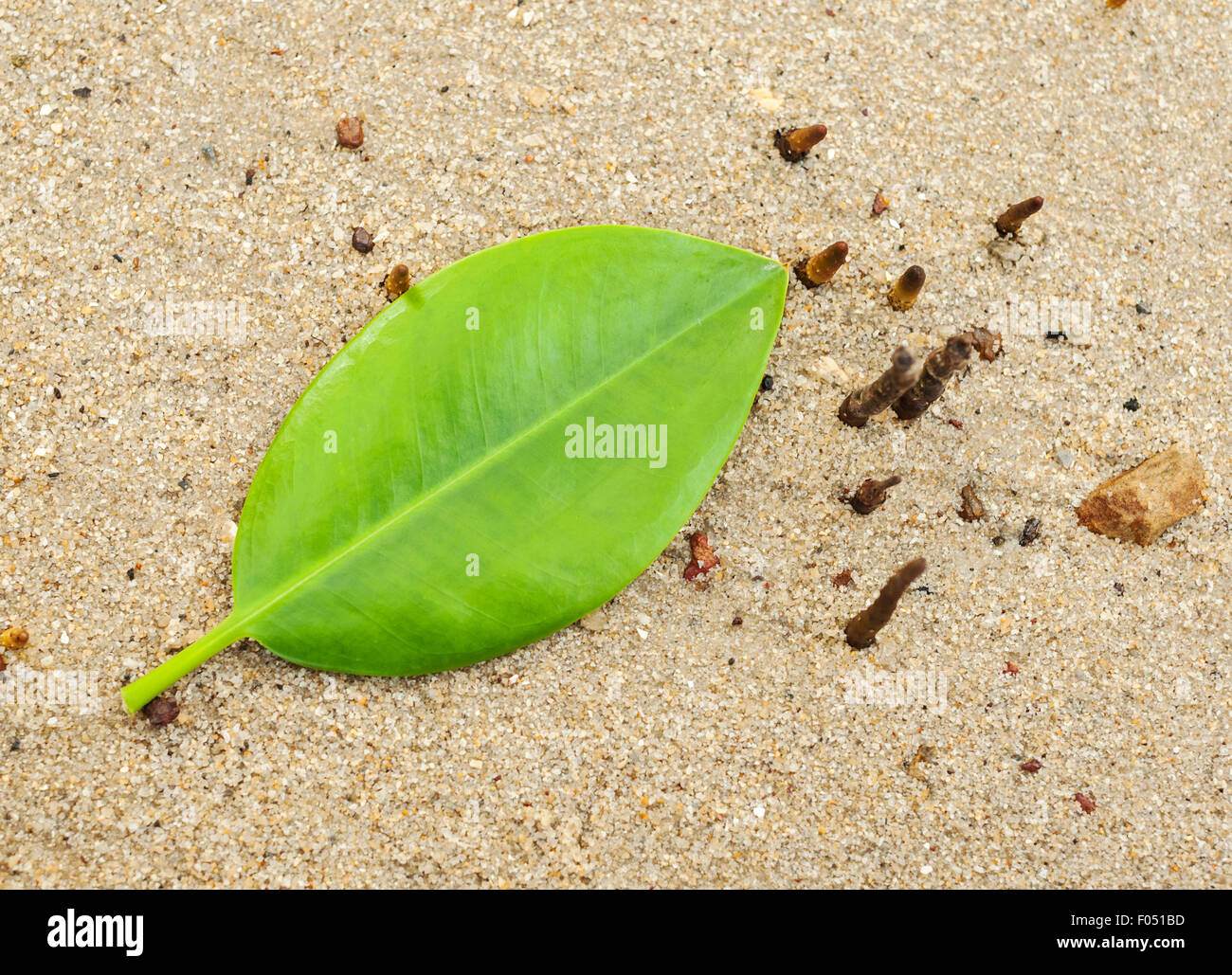 I caduti foglia verde sulla sabbia della spiaggia Foto Stock