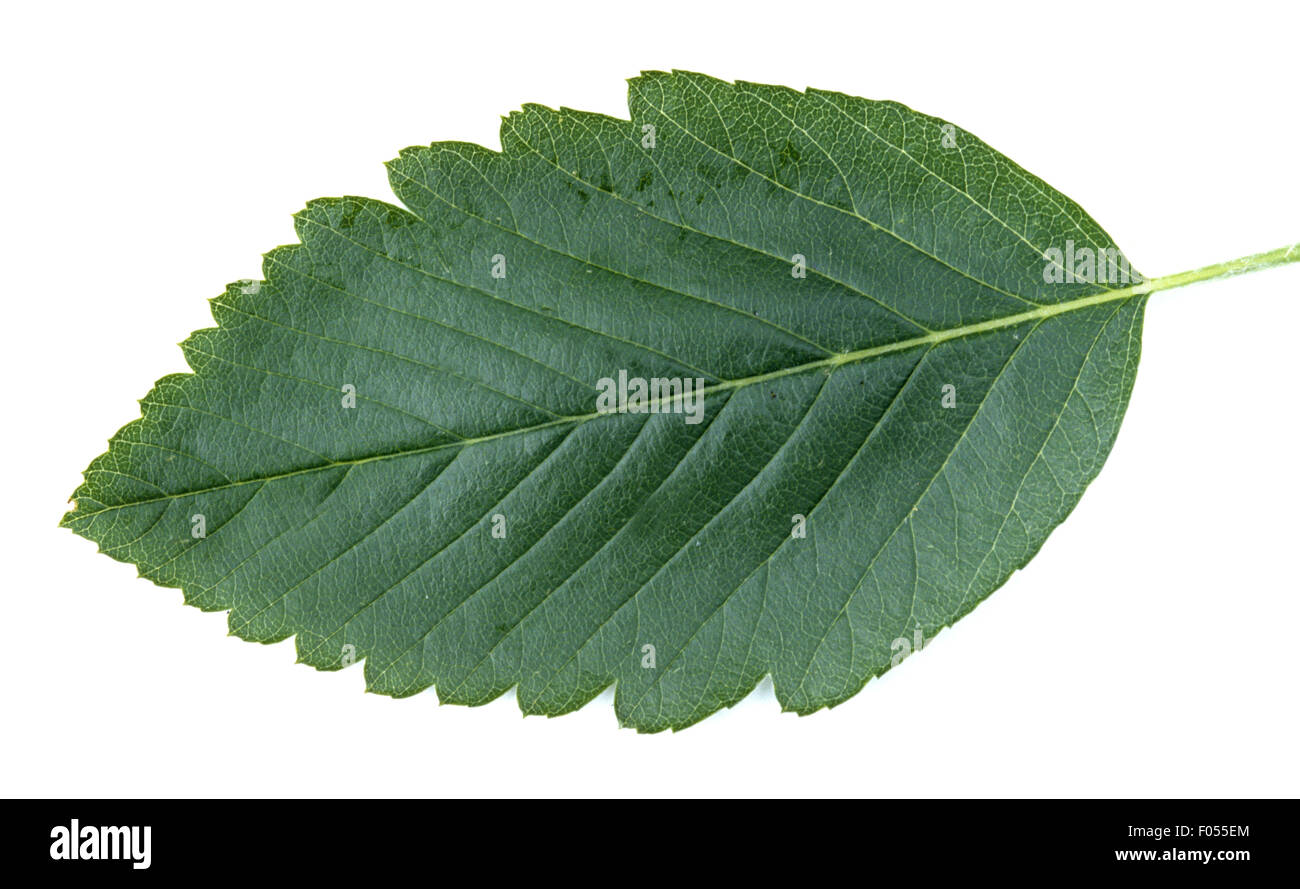 Elsbeere; Sorbus torminalis,; Foto Stock