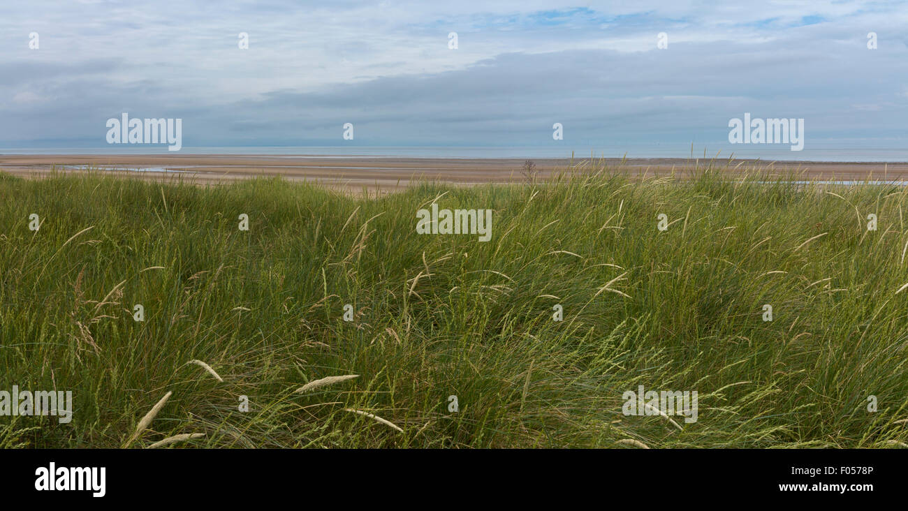 Panoramica di erba dune coperte su una spiaggia in Norfolk Foto Stock