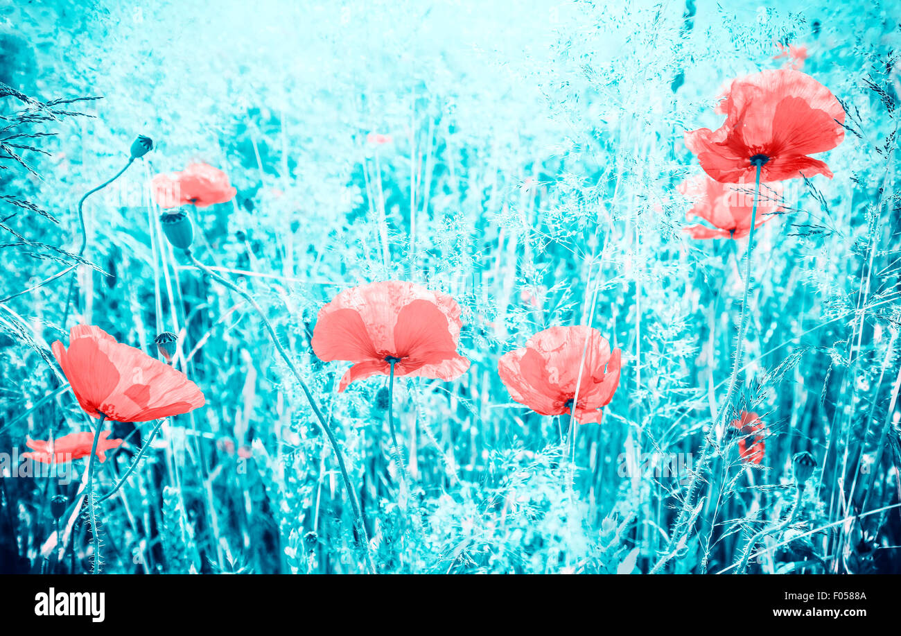 I colori astratti filtrato il papavero fiori sul prato, profondità di campo. Foto Stock