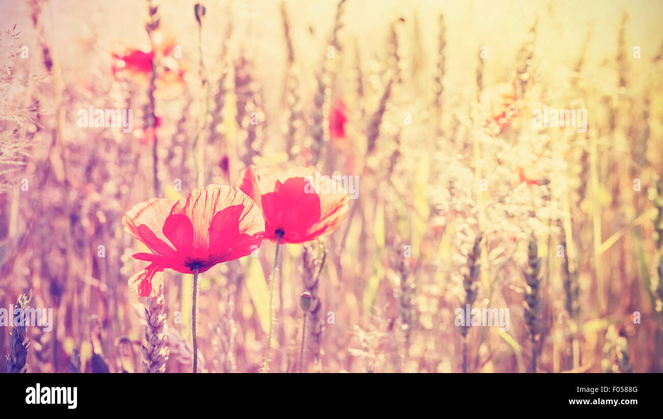 Vintage tonico fiori di papavero a sunrise, profondità di campo, rapporto 16:9. Foto Stock