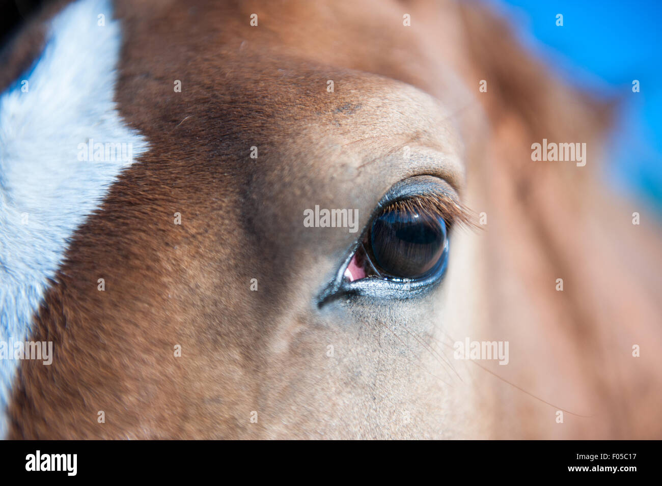 Dettaglio cavallo: Close-up di horse's eye nella estancia Los Potreros stabile, Cordoba, Argentina Foto Stock