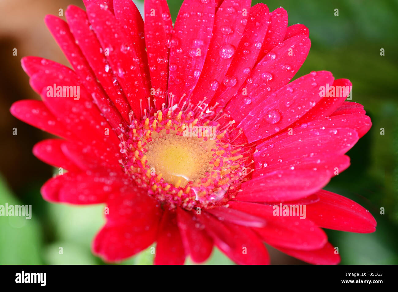 Ripresa macro di un fiore rosso con gocce d'acqua Foto Stock