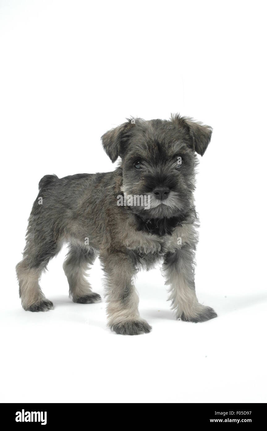 Cucciolo di Schnauzer Foto Stock