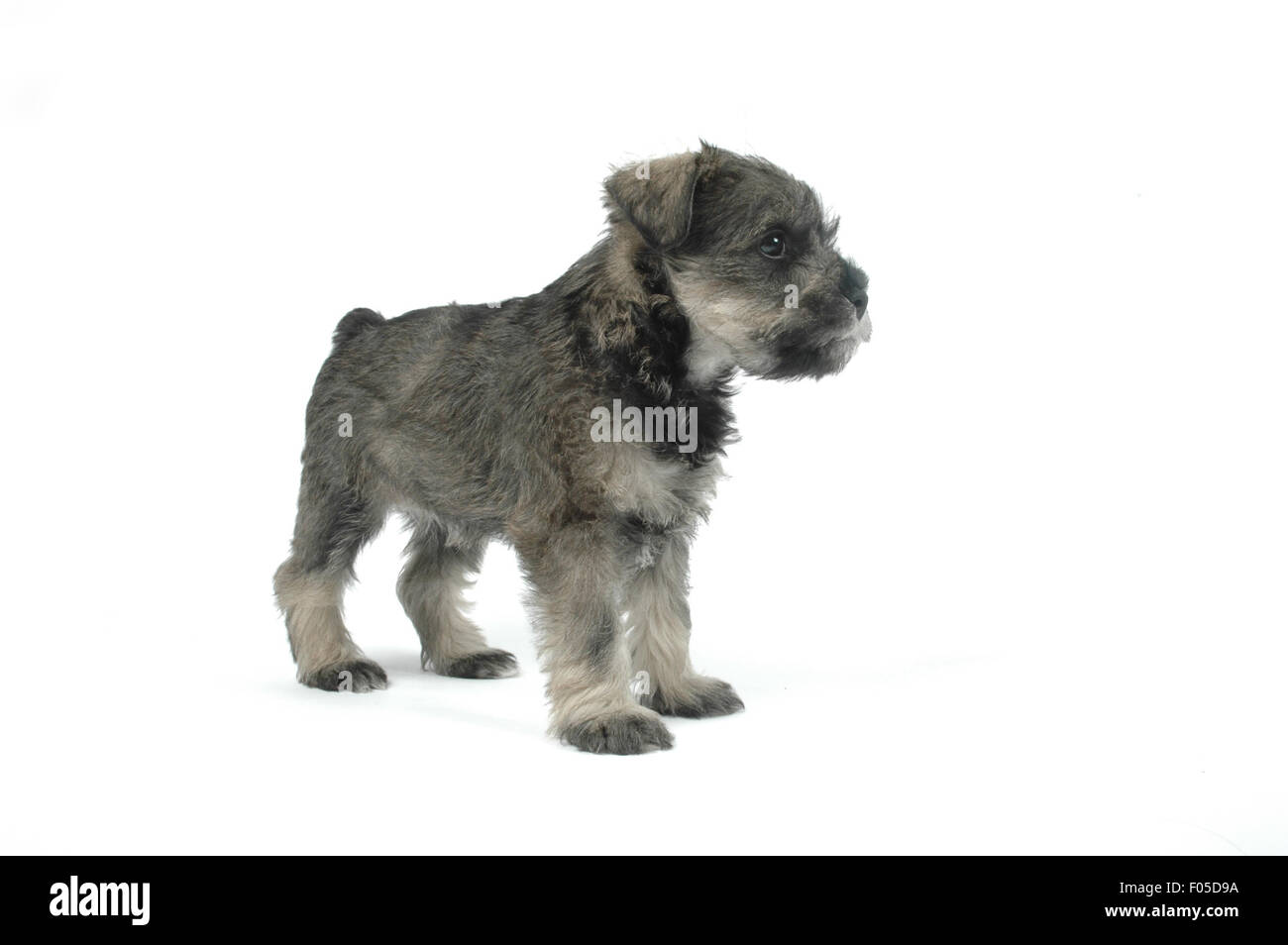 Cucciolo di Schnauzer Foto Stock