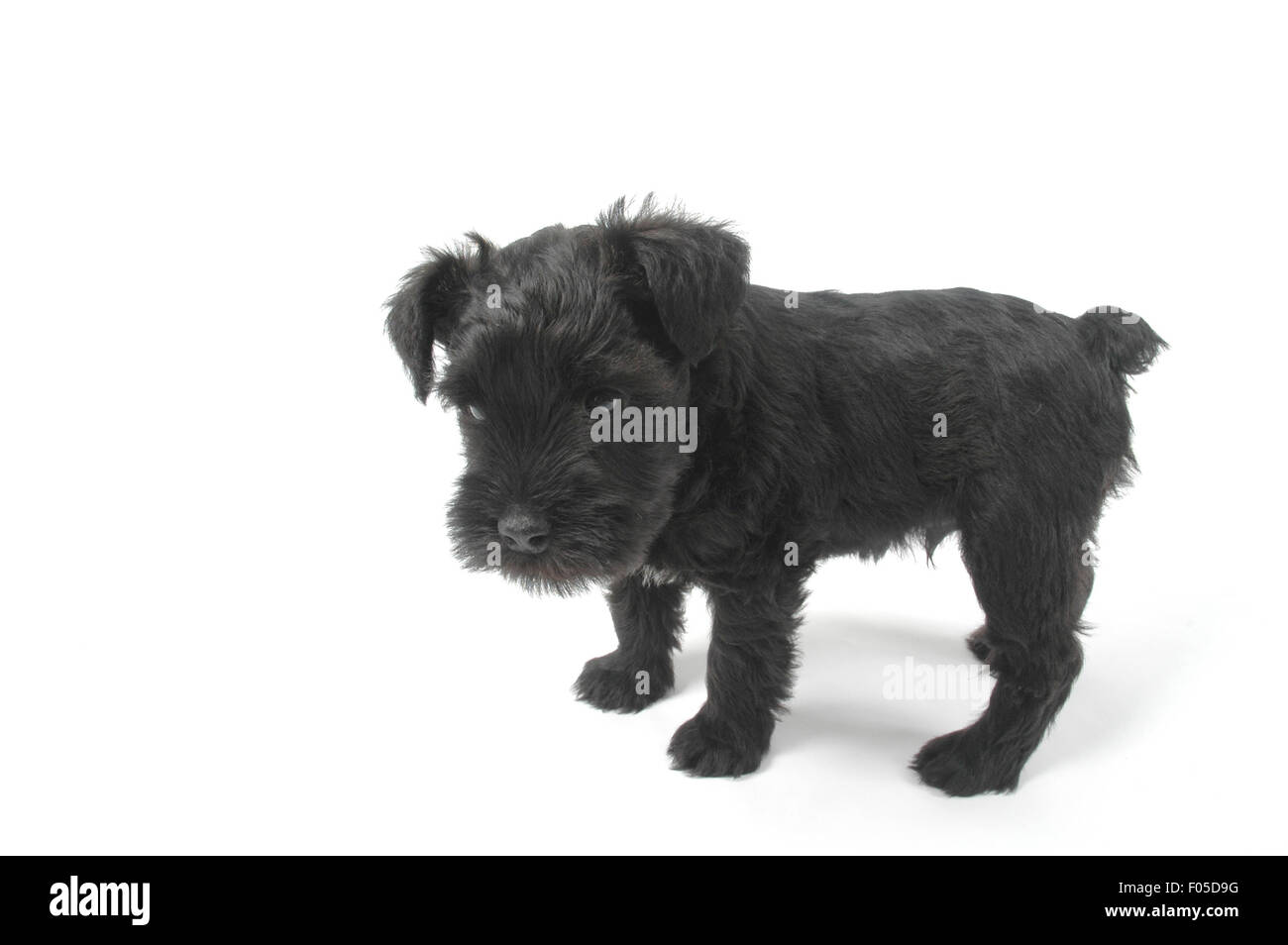 Cucciolo di Schnauzer Foto Stock