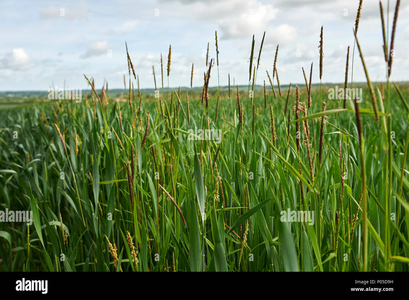 Inglese i campi di grano con una significativa quantità di Black Grass (Alopecurus mvosuroides) crescente tra di esso. Foto Stock
