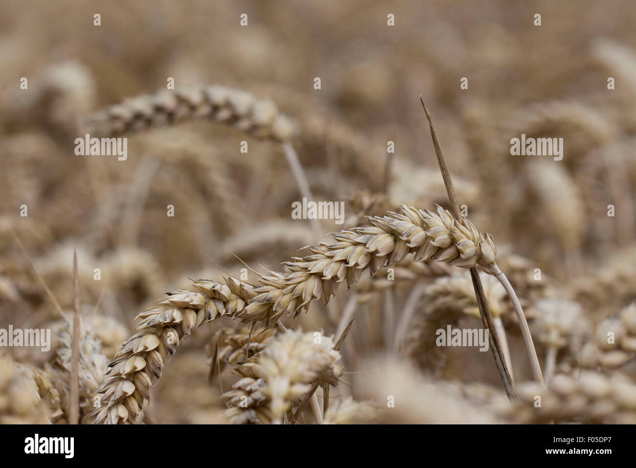 Campo di grano Foto Stock