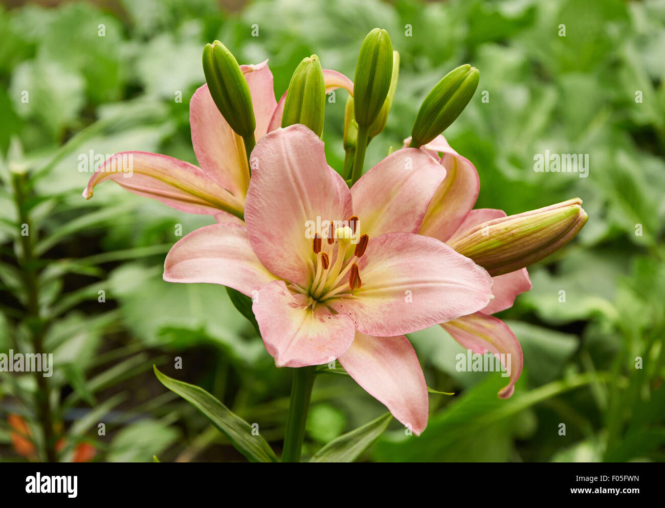 Fiore di giglio colore rosa nel giardino Foto Stock