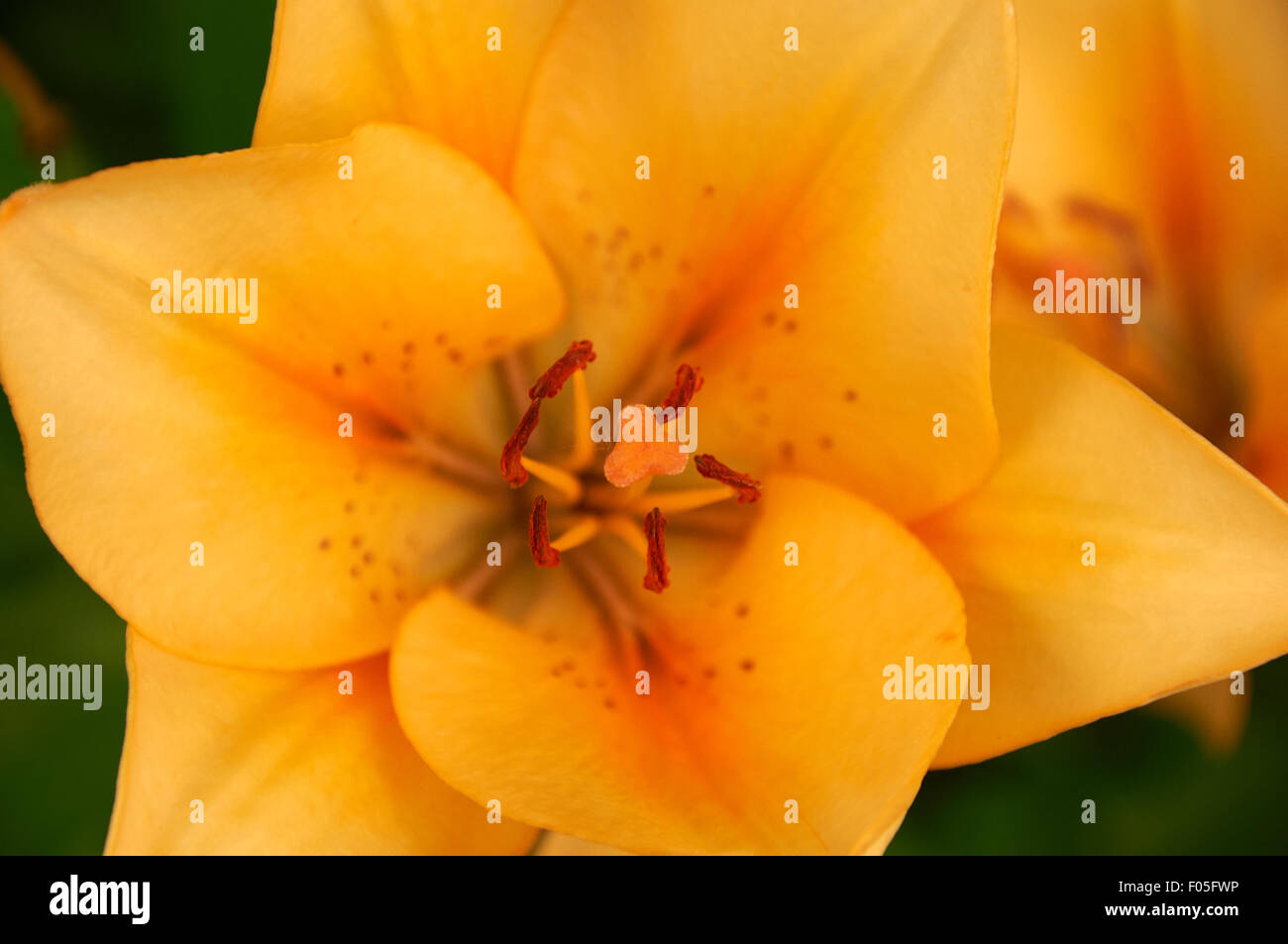 Close-up di foto bellissime giglio giallo fiore Foto Stock