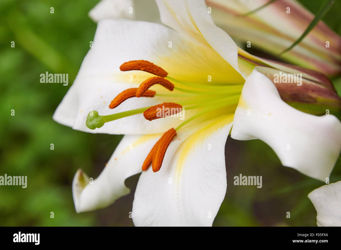 Close-up foto di bella bianco fiore di giglio Foto Stock