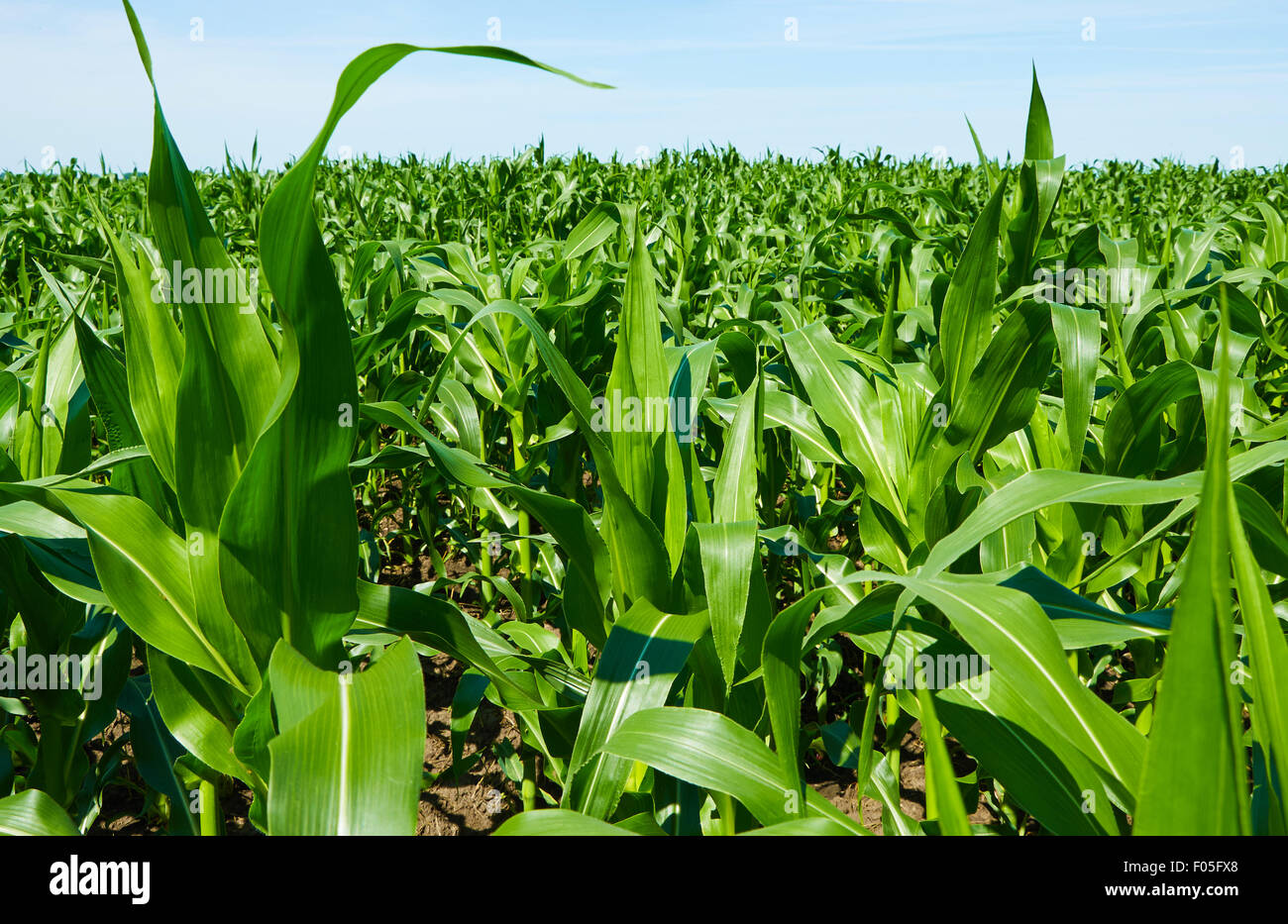 Green campo di grano sotto il cielo blu Foto Stock