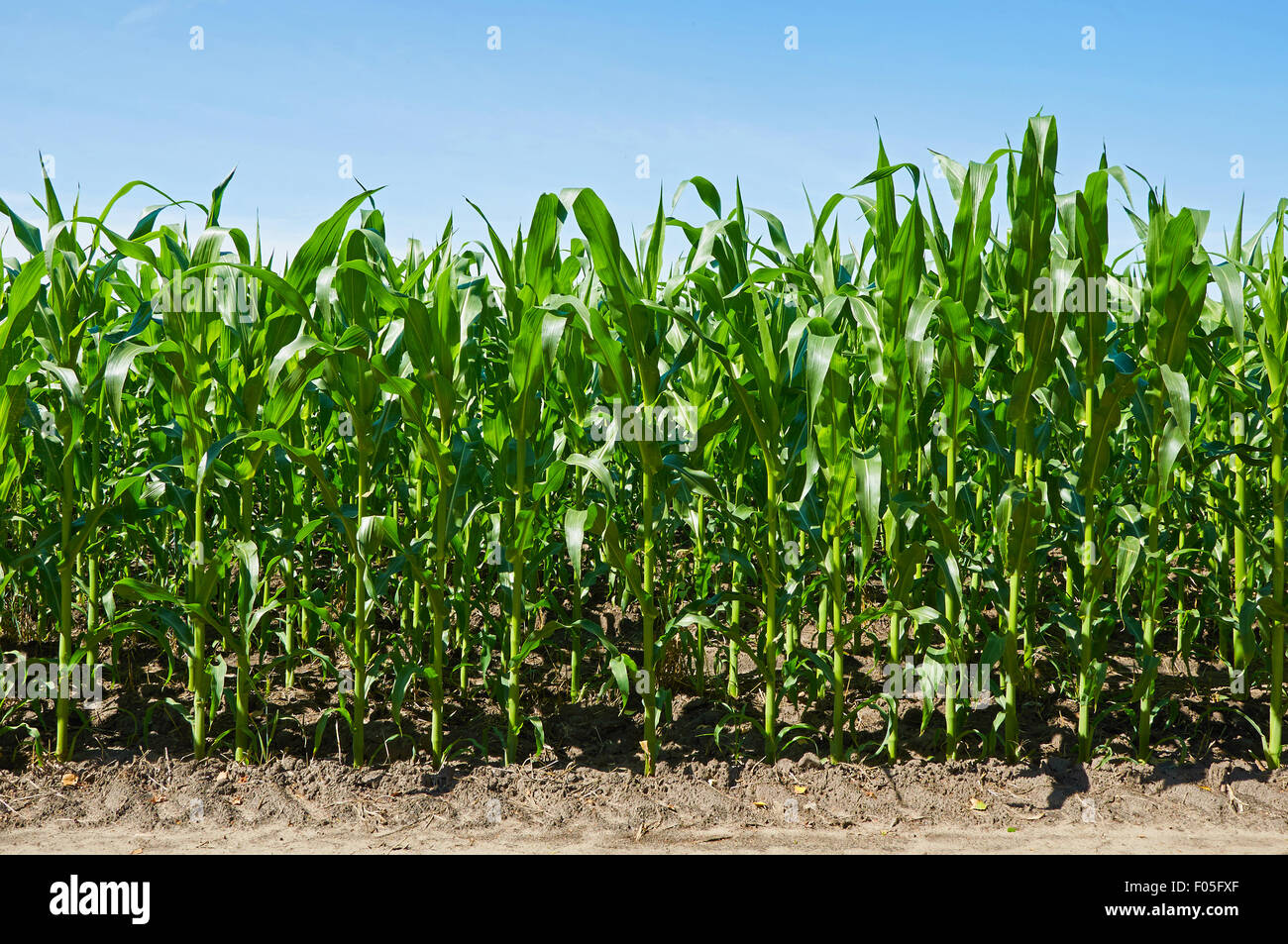 Green campo di grano sotto il cielo blu Foto Stock