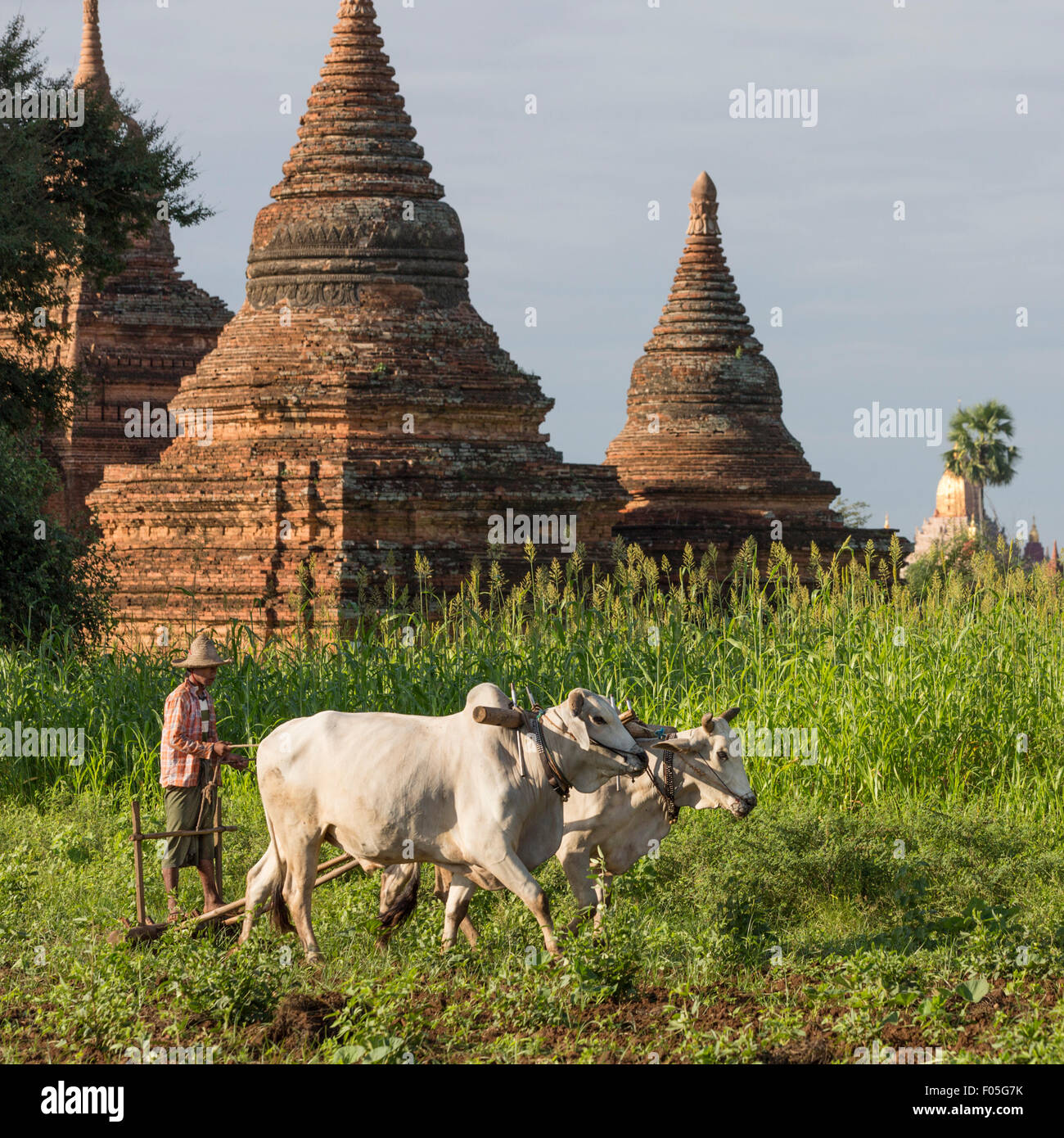 Uomo campo di aratura con buoi aratro tracciata vicino Raya Nga Zu Paya (Pagoda), Bagan, Mandalay Foto Stock